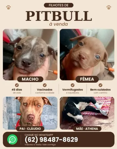 Cachorros