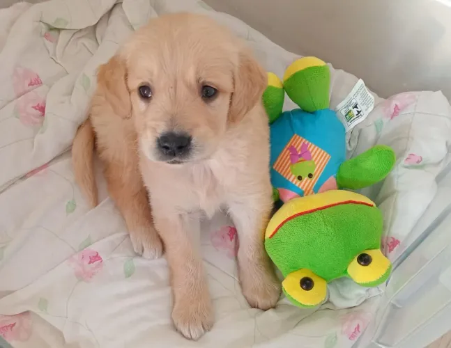 Filhote de golden retriever o companheiro que vai roubar seu coração
