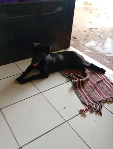 Doa se cachorrinho