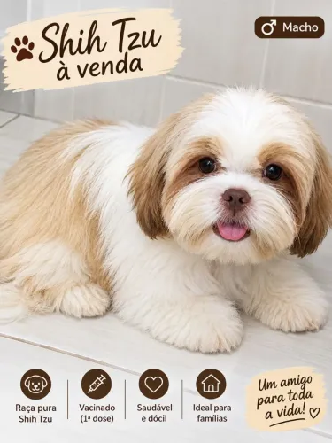Filhote de Shitzu