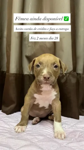 Filhotes de Pit bull