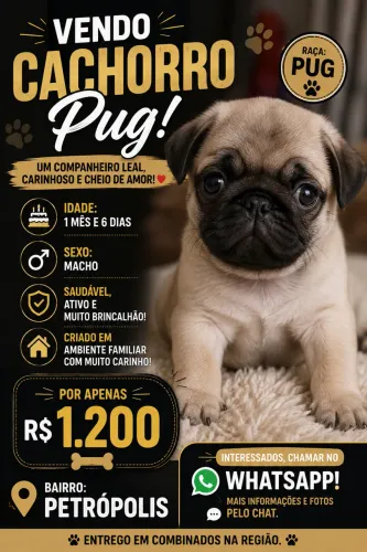 CACHORRO DA RAÇA PUG MACHO