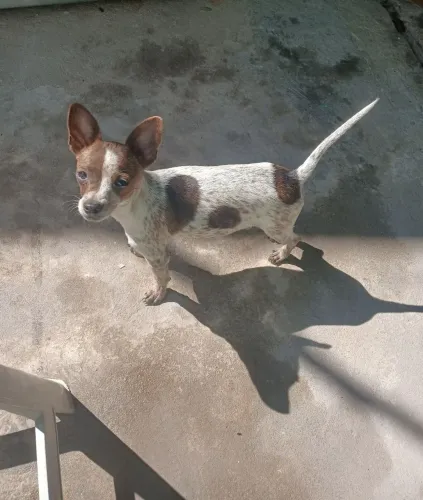 Vendo
