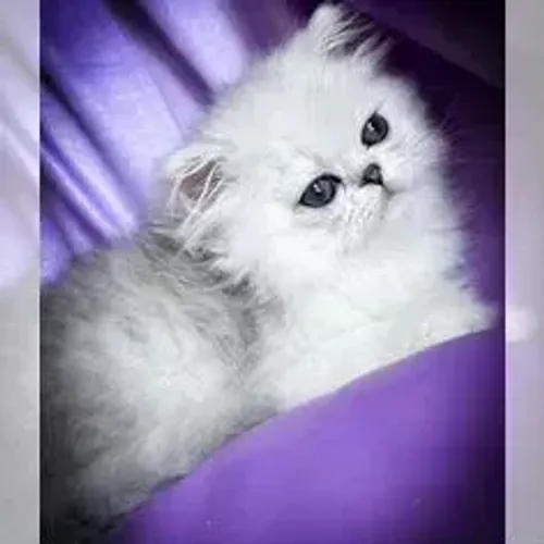 Gato Persa Pelagem Linda