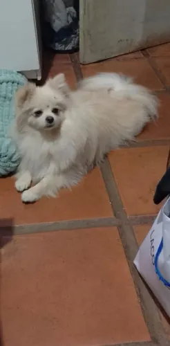 Spitz alemão FÊM