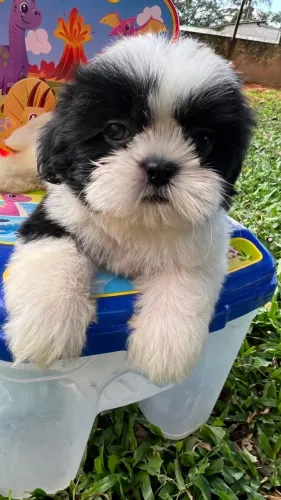 Shih-Tzu Lindo e Encantador