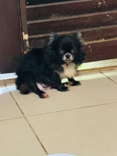 Chihuahua pelos longos