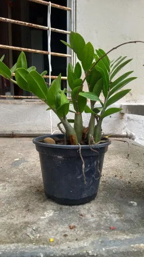 Plantas