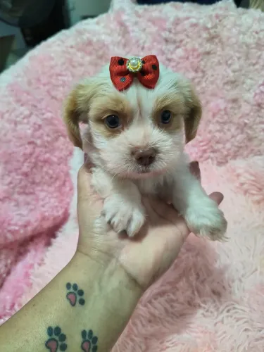 VD filhotes de Lhasa Apso fêmea e machos com vacina 