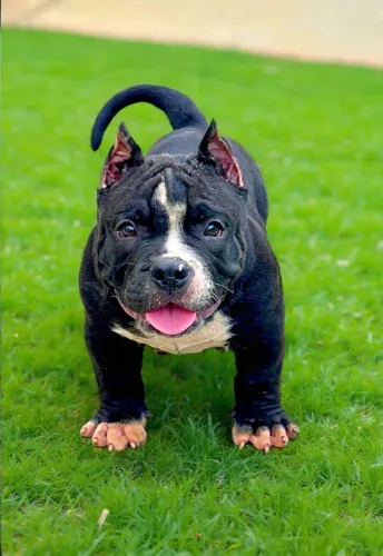 Filhote American Bully Exotic macho disponível