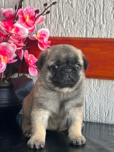 Pug fêmea com pedigree 