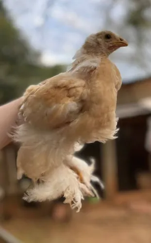 Pintinho Brahma Lemon 