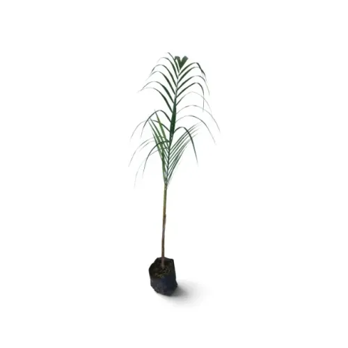 Kit 10 Mudas De Palmeira Imperial Para Paisagismo E Jardim