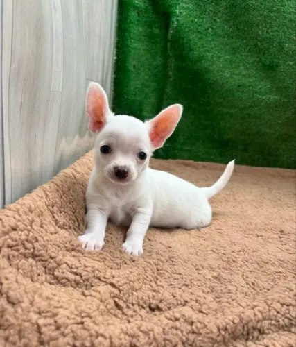 Chihuahua macho pelo longo e curto