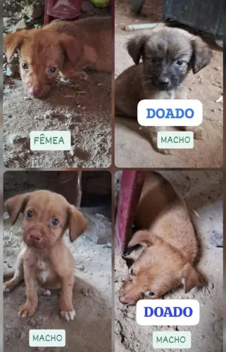 ESTAMOS DOANDO DOIS CACHORRINHOS (URGENTEMENTE) POIS NÃO TEMOS CONDIÇÕES DE CRIAR ELES.