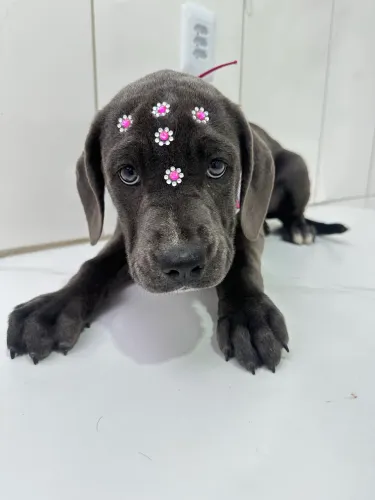 Filho fêmea de Cane Corso