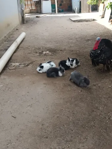 Coelhos Mine laion
