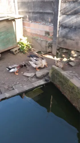Vendo patos