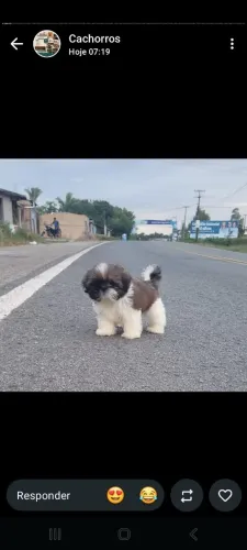 Tenho um cachorro pra vender da raça shutsh 