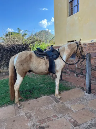 Cavalo mangalarga