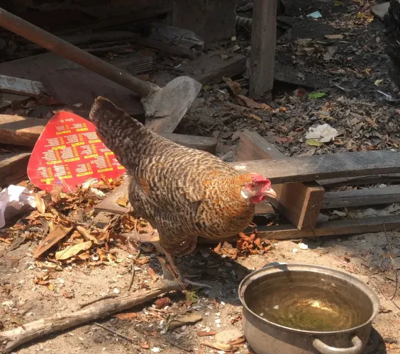 Galinha caipira de quintal R$60,00