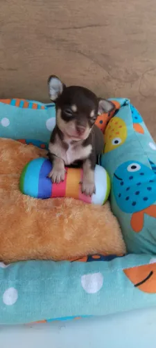 Chihuahua machinho chocolate Dark