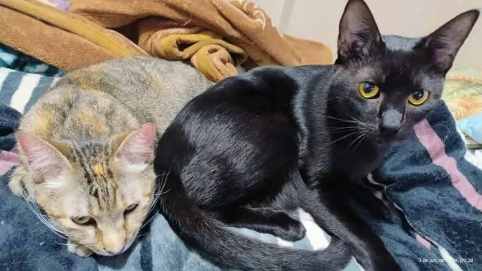 Doação de gatos 