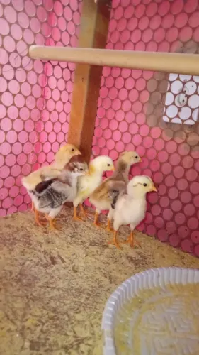 Pintinhos de galinha caipira 