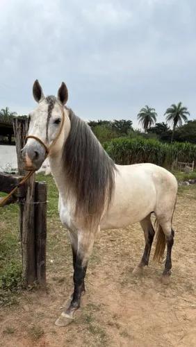 Garanhão Mangalarga, Excelente índole!!