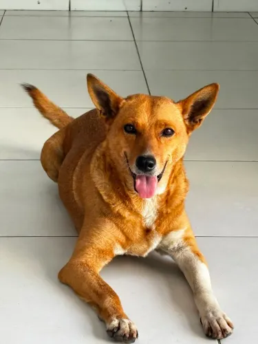 Cachorro ?