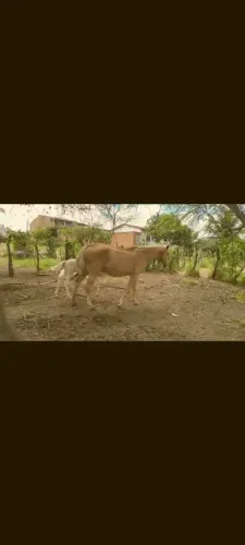 Vendo égua