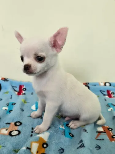 Filhotes chihuahua  