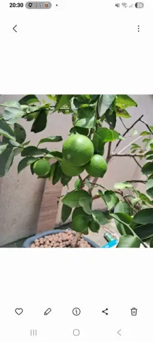 Pe de limão frutificando no vaso