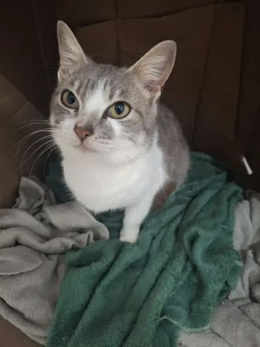Gatinha para adoção 