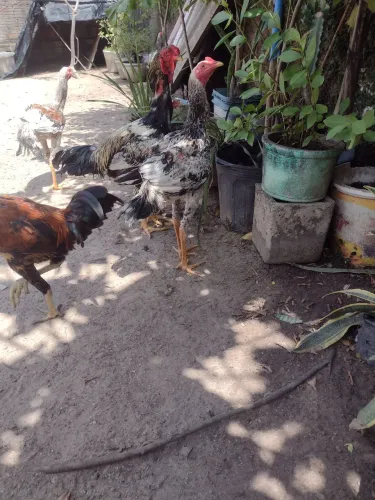 Índio gigante mestiço 