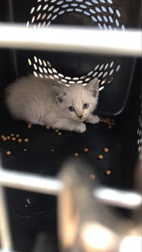 Gato