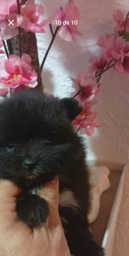 Vende se lulu da pamerania com shitzu preto tem macho e femea