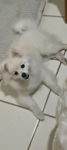 Spitz alemão