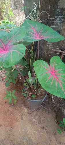 Mudas de Plantas Diversas