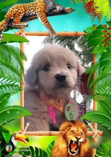 Golden fofinha