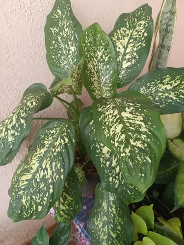 Plantas 