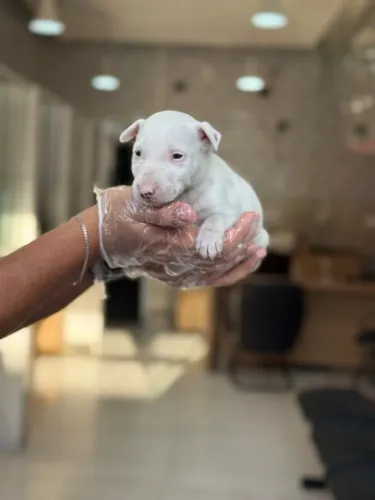 Bull terrier- Canil Especializado ? Loja Física ? Filhotes Disponíveis