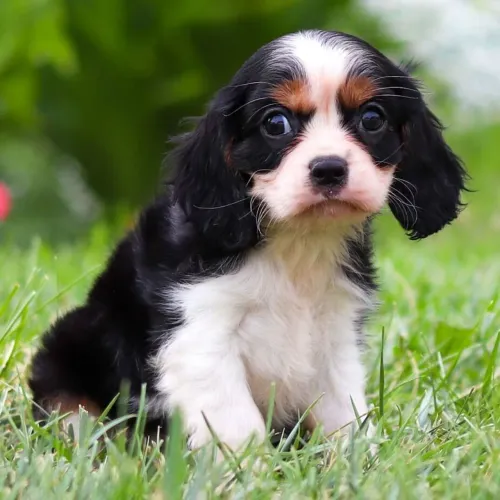 Cavalier King Charles Spaniel- Filhotes prontos para encher seu lar de amor