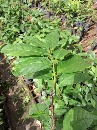 Mudas de cacau clonado CEPEC