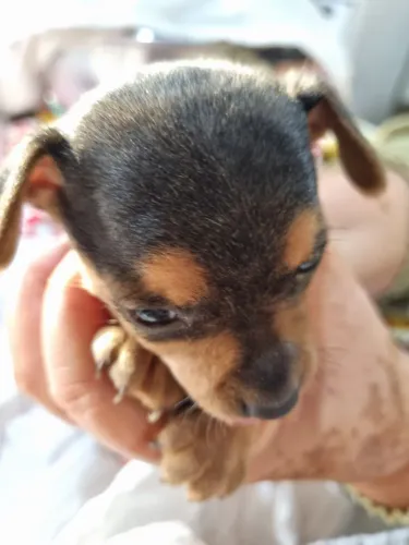 PINSCHER FILHOTE