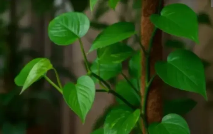 VENDO MUDAS DE JIBOIA FOLHA VERDE