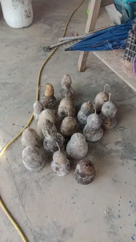 Porongos ou cabaça,