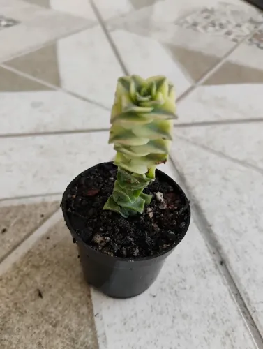 Cactos suculentas coleção CRASSULA PERFORATA VARIEGATA