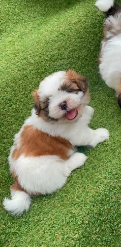 Shih Tzu belíssimos filhotes 