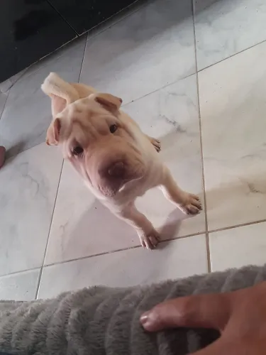 Cachorro sharpei fêmea